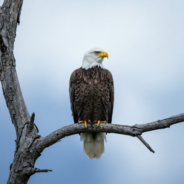 A bald eagle resting on a tree branch, its head turned slightly to the side