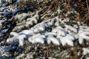 Close-up of a snowy evergreen tree in sunny winter