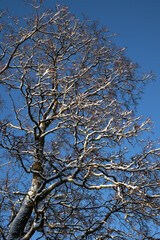 snowy leafless branches against blue sky in winter