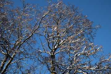 snowy leafless branches against blue sky in winter