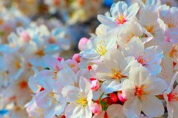 愛らしい桜