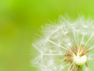 Fototapeta premium タンポポの綿毛のある風景