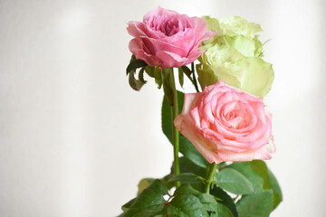 緑とピンクのばら