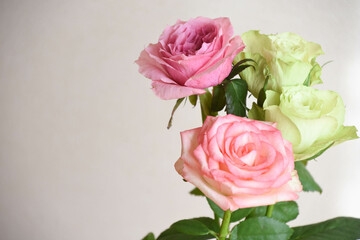 ピンクと緑のばら