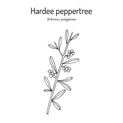 Hardee peppertree or Chilean pepper tree (schinus polygama), edible and medicinal plant. Hand drawn botanical vector illustration