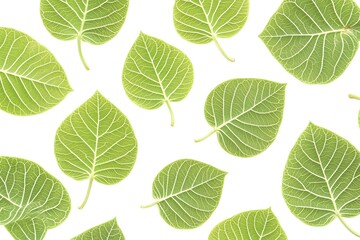 Fototapeta premium Green Leaf Veins: Nature's Intricate Art