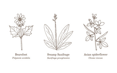 Collection of edible and medicinal plants. Hand drawn botanical vector illustration