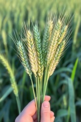 green wheat ears in hands. Selective focus
