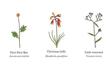 Collection of edible and medicinal plants