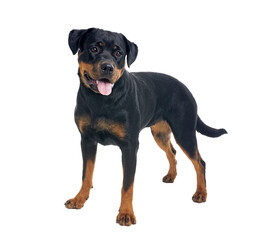 rottweiler in studio