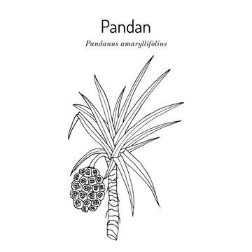 Pandan (Pandanus amaryllifolius), edible and medicinal plant. Hand drawn vector illustration