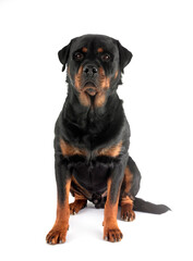 rottweiler in studio