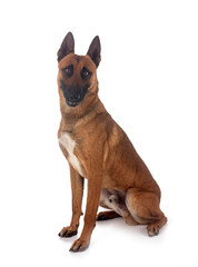 malinois in studio