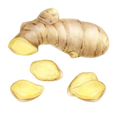 Ginger root, cut piece, slices - set of botanical watercolor illustration isolated from background. Ginger in realistic style for packaging, recipes, menus, food design.