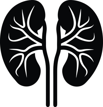 black kidneys anatomy diagram clip art preview