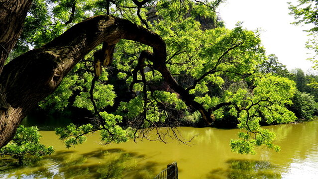 Branche d'arbre, sophora du Japon (Sophora japonica) au dessus du lac des Buttes Chaumont. Parc des Buttes Chaumont. Paris. France. 