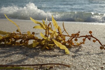 Seaweed on the beach in front of the ocean