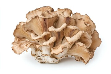 A photo of a maitake isolated on white background