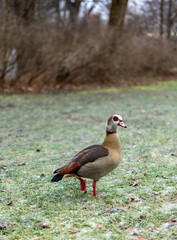Egyptian Goose (Alopochen aegyptiaca) on a frozen meadow in the park vertical