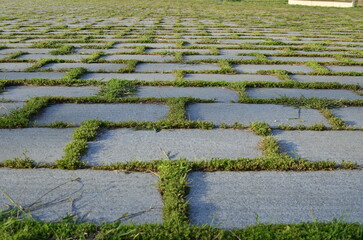 maze in the garden