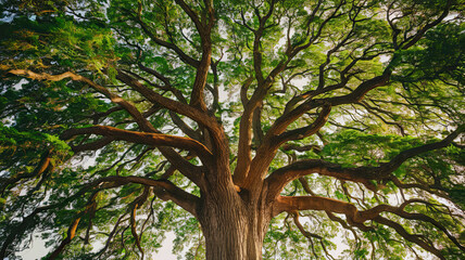 Obraz premium Majestic Tree with Sprawling Branches and Textured Brown Bark, Dense Vibrant Green Foliage Illuminated by Sunlight, High-Resolution Perspective from Below, Towering Overhead, Nature's Strength