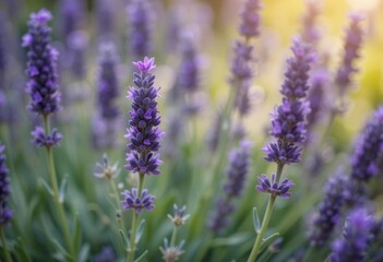A close-up of purple lavender flowers with a blurred background