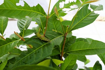 Close up of a grasshopper, feeding on fresh green bay leaves tree branches 