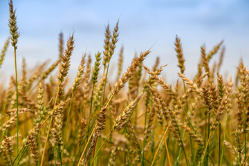 Obraz premium Gold wheat field. Growth nature harvest. Agriculture farm.