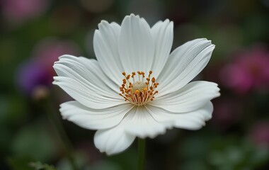 A close-up of a white flower in bloom with a blurred garden in the background