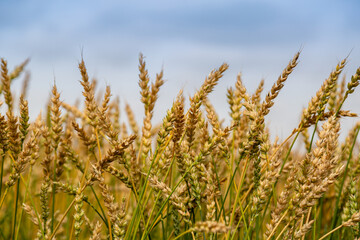 Gold wheat field. Growth nature harvest. Agriculture farm.