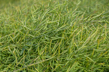 Rapeseed seed pods, close up Stems of rapeseed, Green Rapeseed field