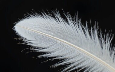 A close-up photo of a bright white feather