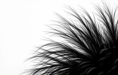 Obraz premium A close-up of a black ostrich feather against a black and white background