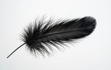 Obraz premium A close-up of a black ostrich feather against a black and white background