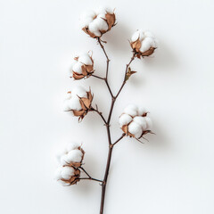cotton on white background