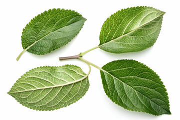 Fototapeta premium Four vibrant green leaves arranged artistically, showcasing intricate textures and patterns against a clean, white background.