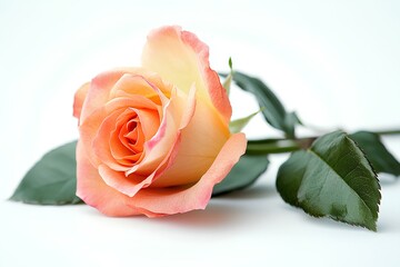 a Rose isolated on white background. 