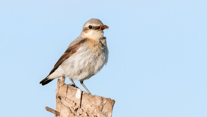 bird on a branch