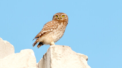 great horned owl