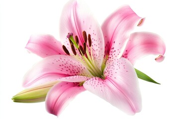Fototapeta premium Pink lily blossom, isolated, studio, white background, floral design