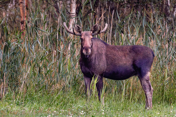 elk in the woods