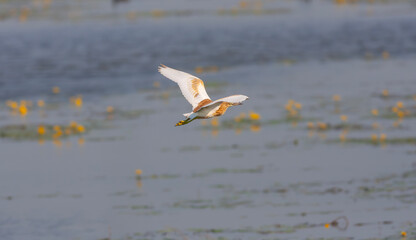 big water bird on grass, Squacco Heron, Ardeola ralloides