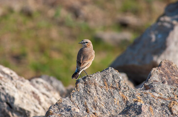 little bird watching around on the stone, Northern Wheatear, Oenanthe oenanthe