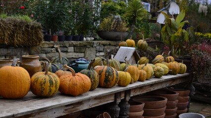 pumpkins on a farm