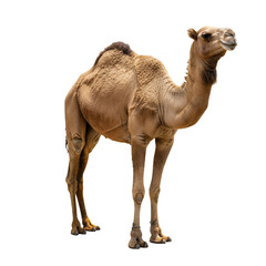 A Majestic Dromedary Camel Stands Gracefully Against a Studio Backdrop