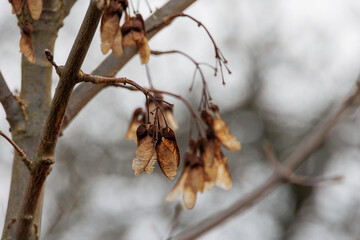 Dried Maple Seeds on a Bare Branch – Close-up of Nature in Winter