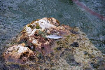 White Feather on a Mossy Rock by Flowing Water