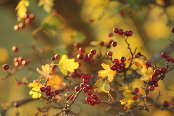 bacche di biancospino nel bosco