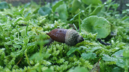 Bellota con rocio sobre un lecho de hierva