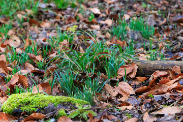 Early Spring Snowdrops Emerging from Leaf Litter – Nature Awakening